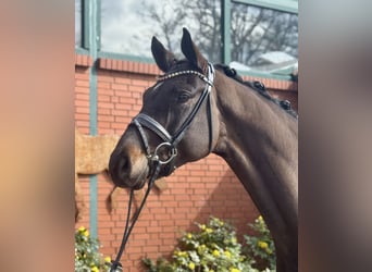 Hannoveriano, Caballo castrado, 4 años, 175 cm, Castaño