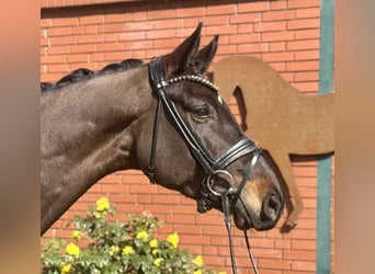 Hannoveriano, Caballo castrado, 4 años, 175 cm, Castaño