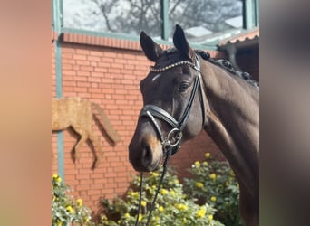 Hannoveriano, Caballo castrado, 4 años, 175 cm, Castaño
