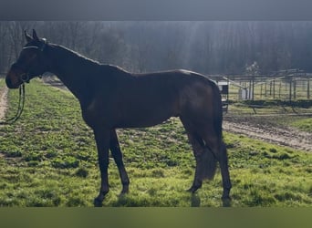 Hannoveriano, Caballo castrado, 4 años, 175 cm, Castaño oscuro