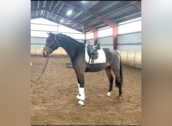 Hannoveriano, Caballo castrado, 4 años, 175 cm, Castaño oscuro