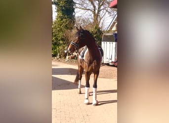 Hannoveriano, Caballo castrado, 4 años, 175 cm, Castaño oscuro