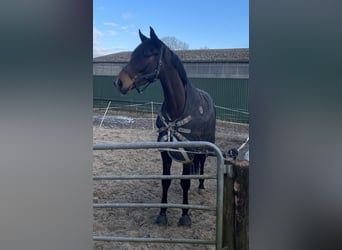 Hannoveriano, Caballo castrado, 4 años, 175 cm, Castaño oscuro