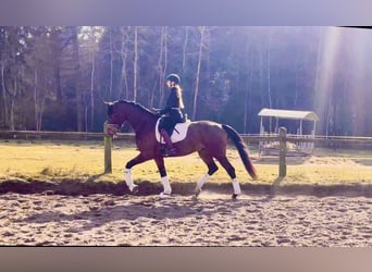 Hannoveriano, Caballo castrado, 4 años, 175 cm, Castaño oscuro