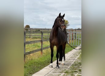 Hannoveriano, Caballo castrado, 4 años, 175 cm, Castaño oscuro