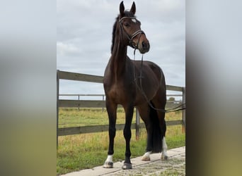 Hannoveriano, Caballo castrado, 4 años, 175 cm, Castaño oscuro