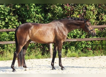 Hannoveriano, Caballo castrado, 4 años, 175 cm, Castaño oscuro