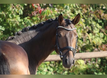 Hannoveriano, Caballo castrado, 4 años, 175 cm, Castaño oscuro