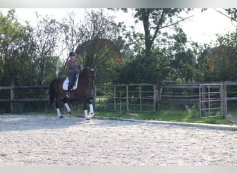 Hannoveriano, Caballo castrado, 4 años, 175 cm, Castaño oscuro