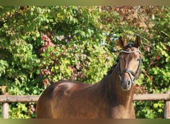 Hannoveriano, Caballo castrado, 4 años, 175 cm, Castaño oscuro