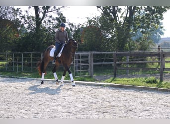 Hannoveriano, Caballo castrado, 4 años, 175 cm, Castaño oscuro