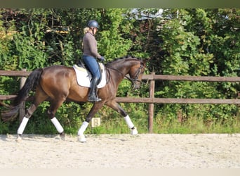 Hannoveriano, Caballo castrado, 4 años, 175 cm, Castaño oscuro