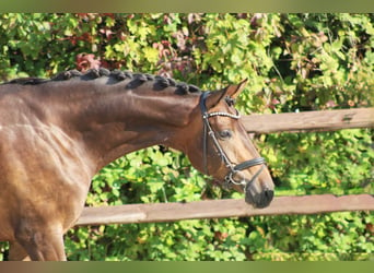 Hannoveriano, Caballo castrado, 4 años, 175 cm, Castaño oscuro