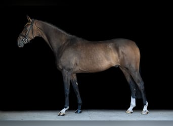 Hannoveriano, Caballo castrado, 4 años, 175 cm, Castaño oscuro