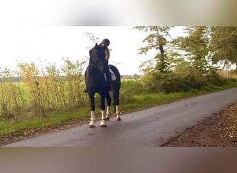 Hannoveriano, Caballo castrado, 4 años, 175 cm, Negro