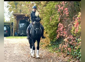 Hannoveriano, Caballo castrado, 4 años, 175 cm, Negro