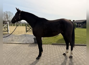 Hannoveriano, Caballo castrado, 4 años, 175 cm, Negro