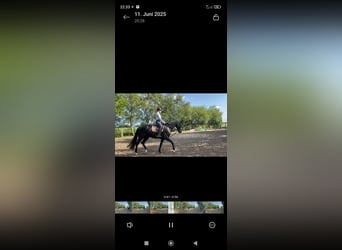 Hannoveriano, Caballo castrado, 4 años, 175 cm, Negro