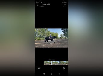 Hannoveriano, Caballo castrado, 4 años, 175 cm, Negro