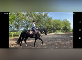Hannoveriano, Caballo castrado, 4 años, 175 cm, Negro