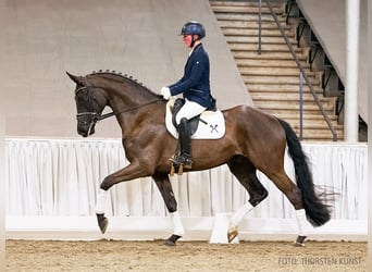 Hannoveriano, Caballo castrado, 4 años, 175 cm, Negro