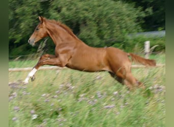 Hannoveriano, Caballo castrado, 4 años, 176 cm, Alazán