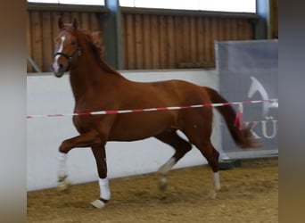 Hannoveriano, Caballo castrado, 4 años, 176 cm, Alazán