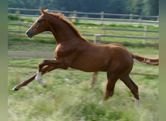 Hannoveriano, Caballo castrado, 4 años, 176 cm, Alazán