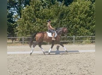 Hannoveriano, Caballo castrado, 4 años, 176 cm, Castaño