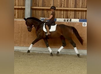 Hannoveriano, Caballo castrado, 4 años, 176 cm, Castaño