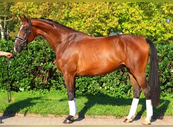 Hannoveriano, Caballo castrado, 4 años, 176 cm, Castaño