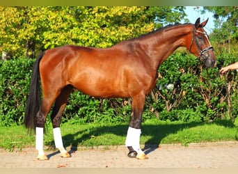 Hannoveriano, Caballo castrado, 4 años, 176 cm, Castaño