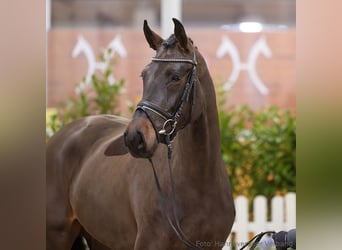 Hannoveriano, Caballo castrado, 4 años, 176 cm, Castaño