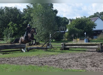 Hannoveriano, Caballo castrado, 4 años, 176 cm, Castaño oscuro