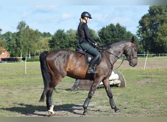 Hannoveriano, Caballo castrado, 4 años, 176 cm, Castaño oscuro