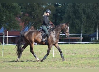 Hannoveriano, Caballo castrado, 4 años, 176 cm, Castaño oscuro