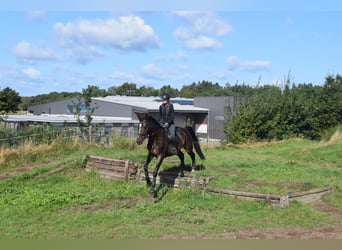 Hannoveriano, Caballo castrado, 4 años, 176 cm, Castaño oscuro