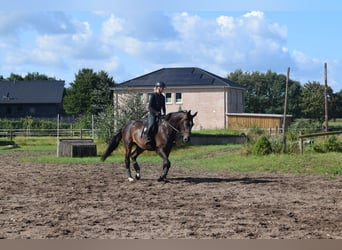 Hannoveriano, Caballo castrado, 4 años, 176 cm, Castaño oscuro