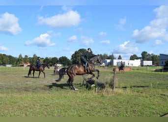 Hannoveriano, Caballo castrado, 4 años, 176 cm, Castaño oscuro