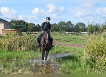 Hannoveriano, Caballo castrado, 4 años, 176 cm, Castaño oscuro