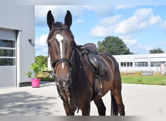 Hannoveriano, Caballo castrado, 4 años, 176 cm, Castaño oscuro