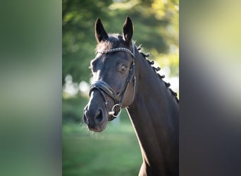 Hannoveriano, Caballo castrado, 4 años, 176 cm, Negro