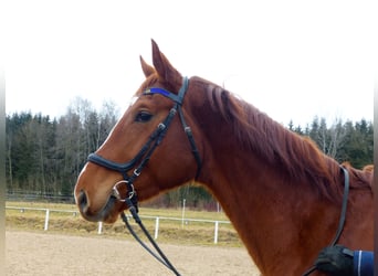 Hannoveriano, Caballo castrado, 4 años, 177 cm, Alazán