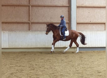 Hannoveriano, Caballo castrado, 4 años, 177 cm, Alazán