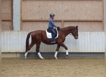 Hannoveriano, Caballo castrado, 4 años, 177 cm, Alazán