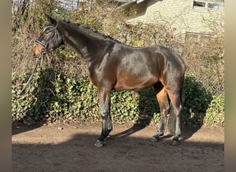 Hannoveriano, Caballo castrado, 4 años, 177 cm, Castaño oscuro
