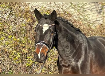 Hannoveriano, Caballo castrado, 4 años, 177 cm, Castaño oscuro