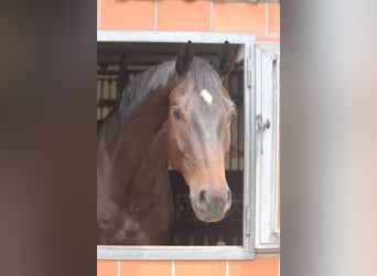 Hannoveriano, Caballo castrado, 4 años, 177 cm, Castaño oscuro