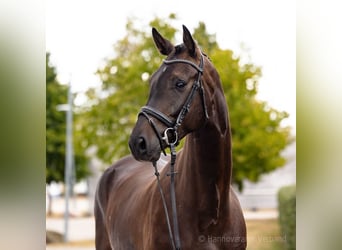 Hannoveriano, Caballo castrado, 4 años, 177 cm, Castaño oscuro