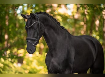 Hannoveriano, Caballo castrado, 4 años, 177 cm, Negro